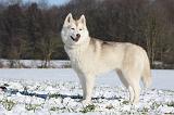 SIBERIAN HUSKY 486